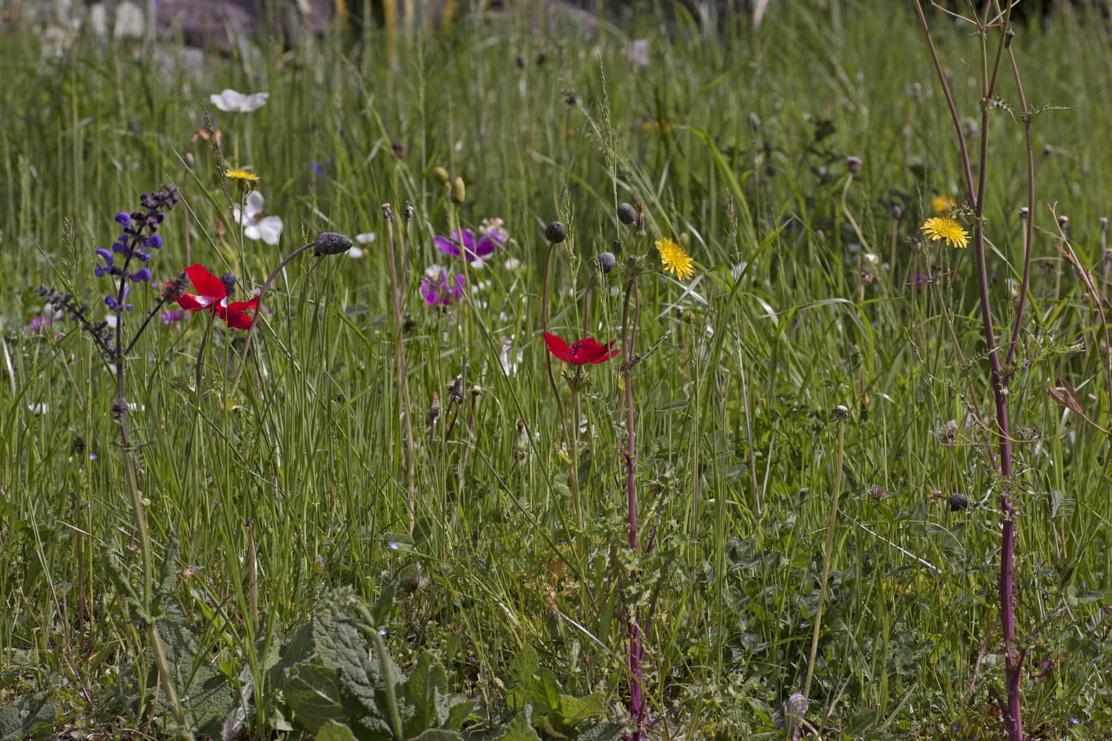 bunte Blumenwiese