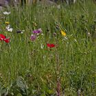 bunte Blumenwiese