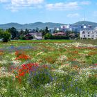 bunte blumenwiese...