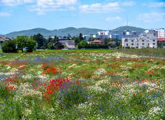 bunte blumenwiese...