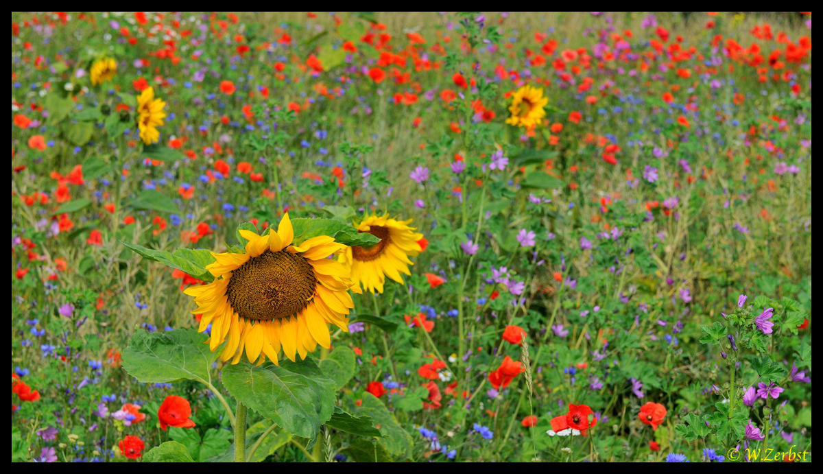 Bunte Blumenwiese Foto Bild Pflanzen Pilze Flechten Bluten Kleinpflanzen Wildpflanzen Bilder Auf Fotocommunity