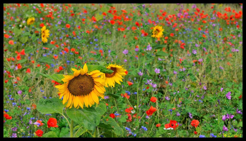 - Bunte Blumenwiese -