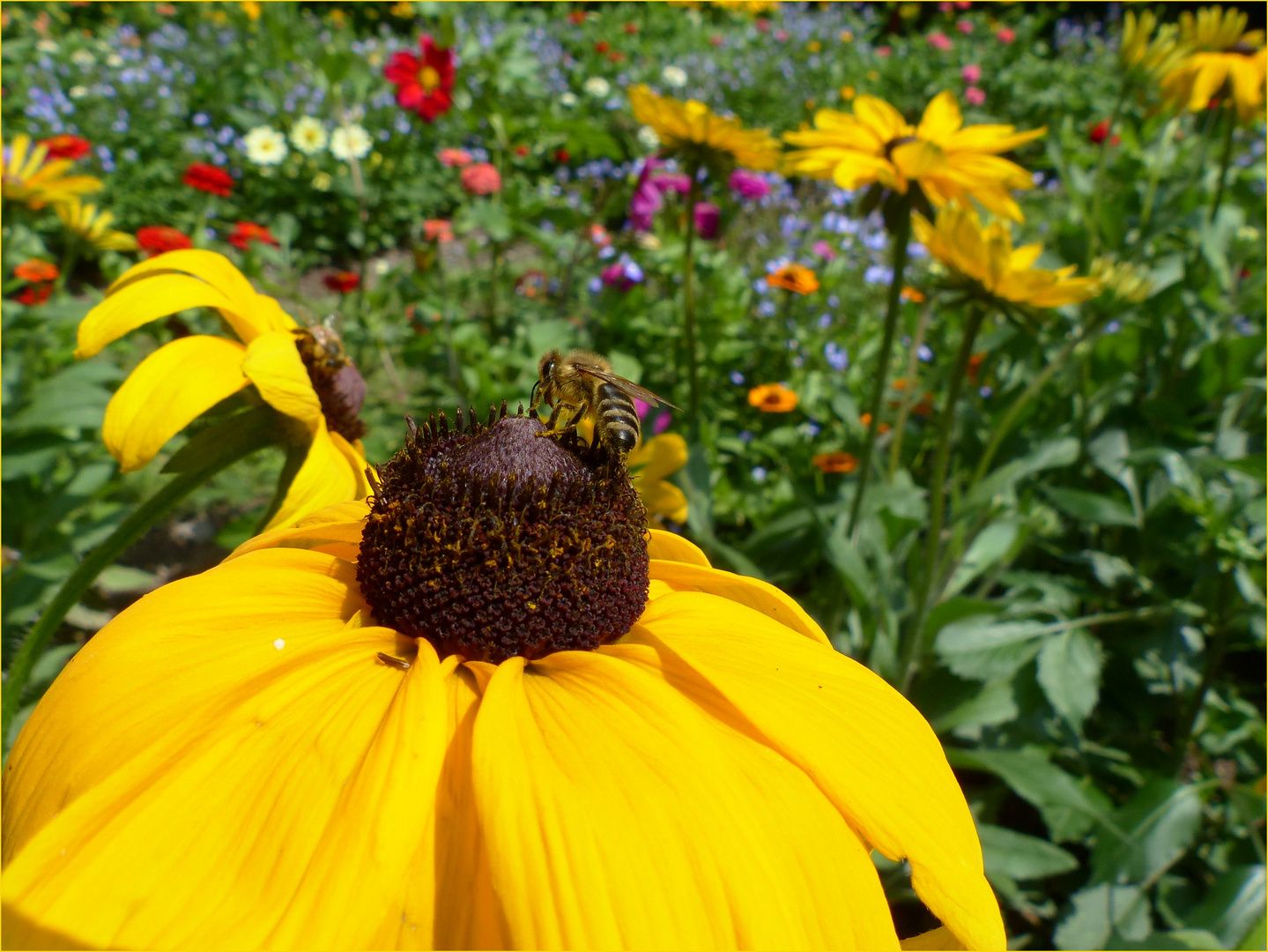 bunte Blumenwiese