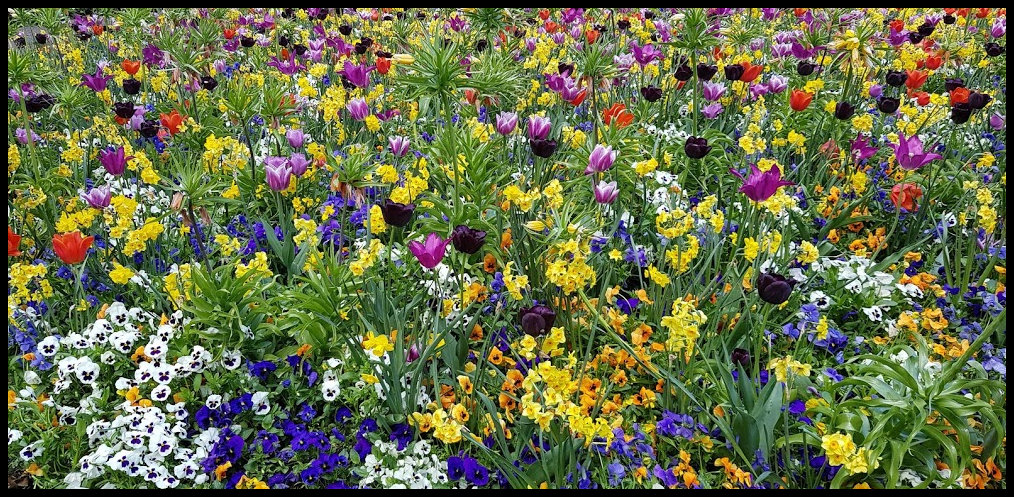 Bunte Blumenwiese - eine Augenweide