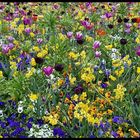 Bunte Blumenwiese - eine Augenweide