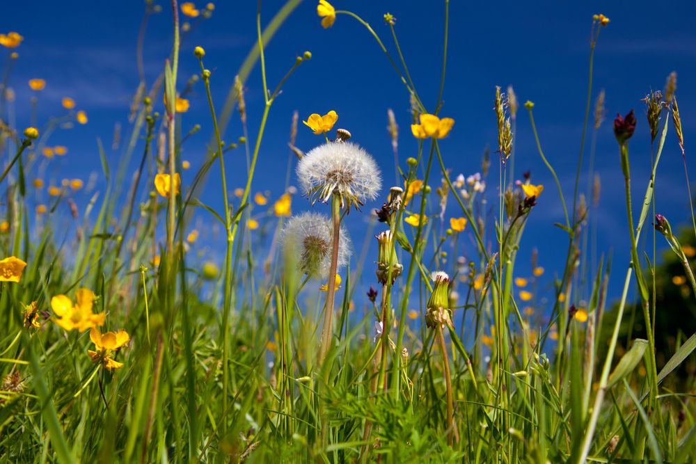 Bunte Blumenwiese