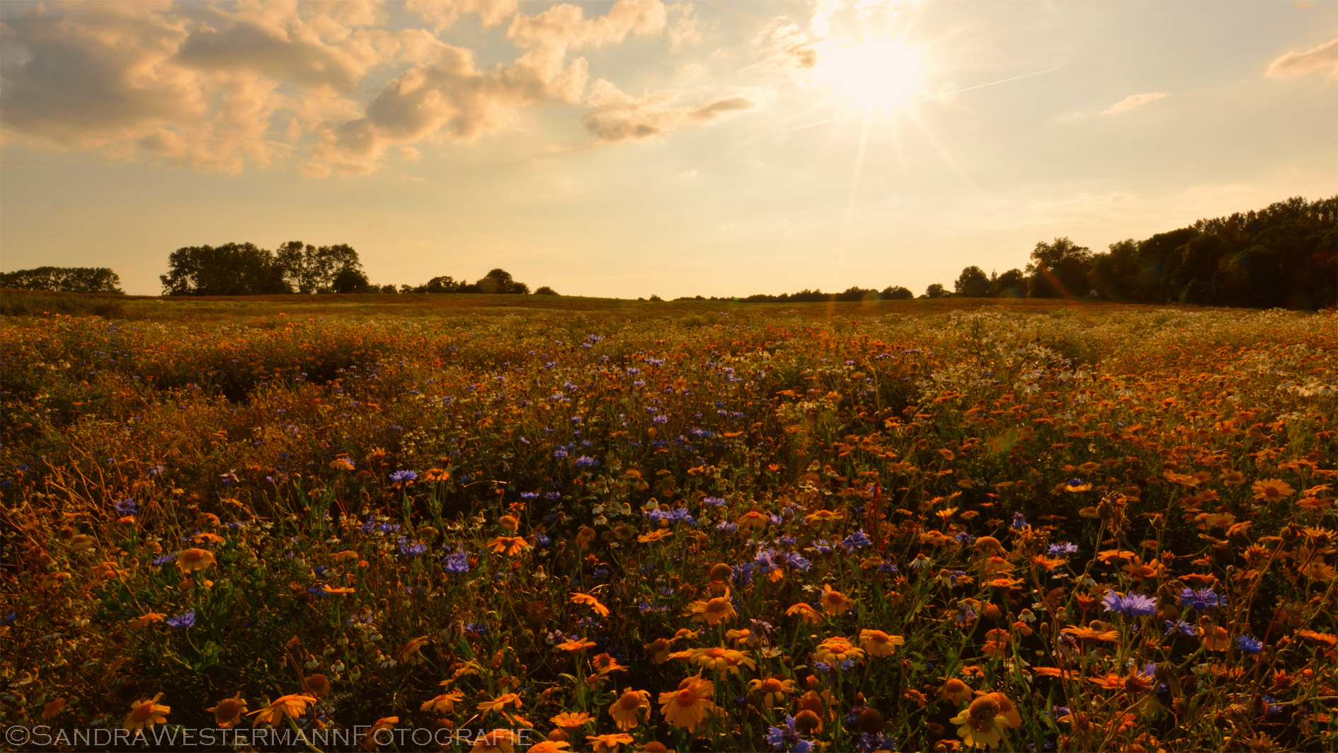 Bunte Blumenwiese im Abendlicht