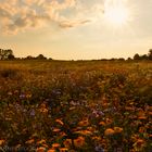 Bunte Blumenwiese im Abendlicht