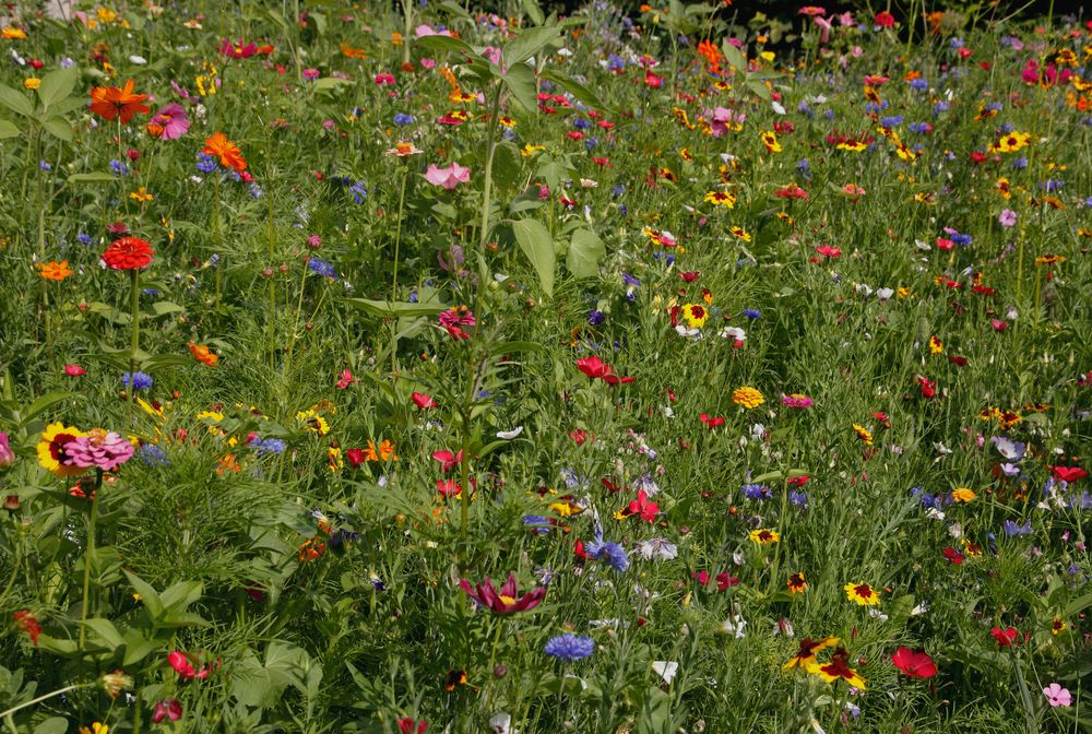 Bunte Blumenwiese, Schlaraffenland für Insekten.