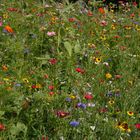 Bunte Blumenwiese, Schlaraffenland für Insekten.