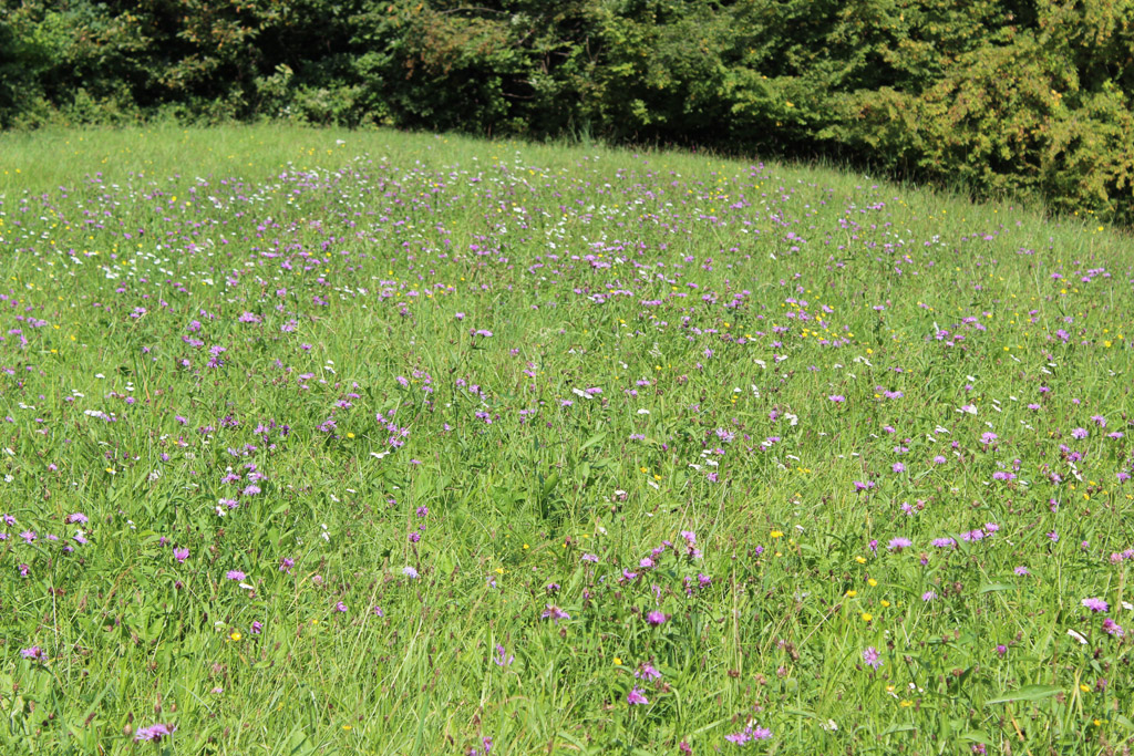 bunte Blumenwiesen 