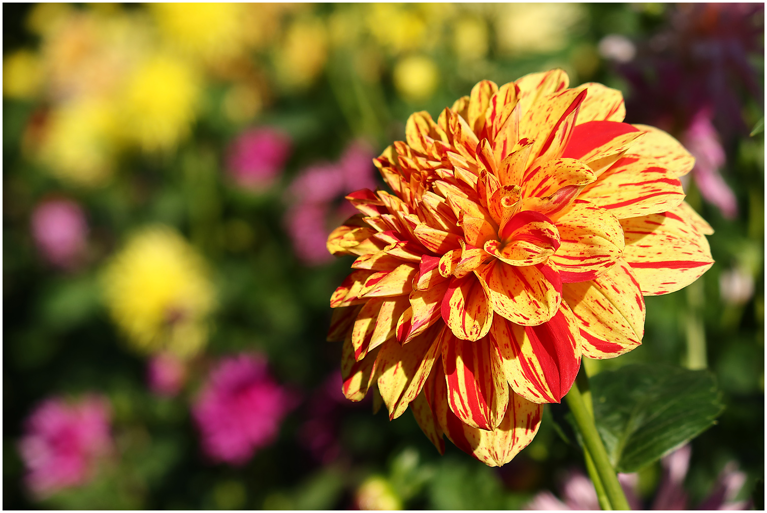 Bunte Chrysanthemen...