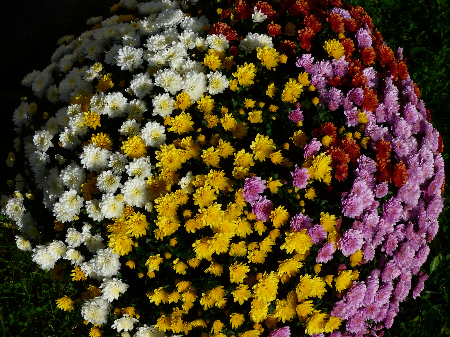 Bunte Chrysanthemen im Herbst