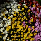 Bunte Chrysanthemen im Herbst