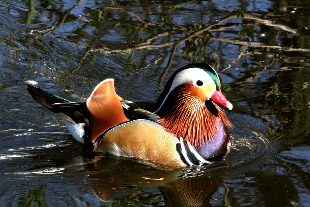 Bunte Ente:-) Foto &amp; Bild | tiere, zoo, wildpark &amp; falknerei, vögel ...