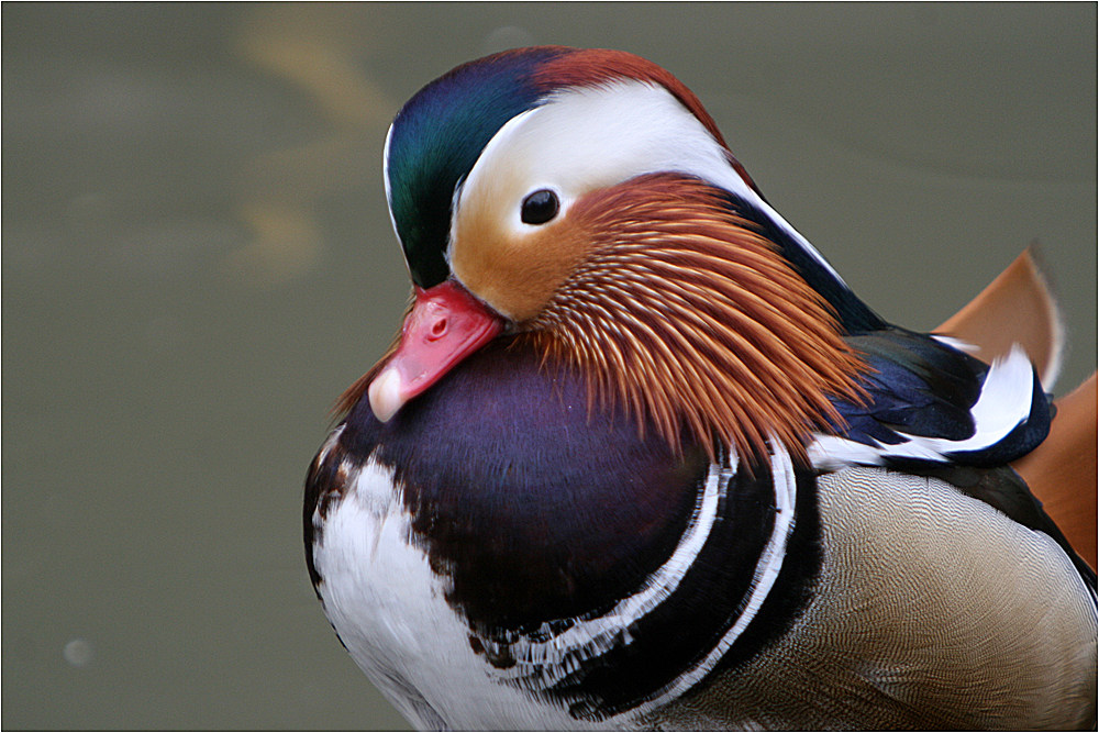 Bunte Ente Foto &amp; Bild tiere, zoo, wildpark &amp; falknerei