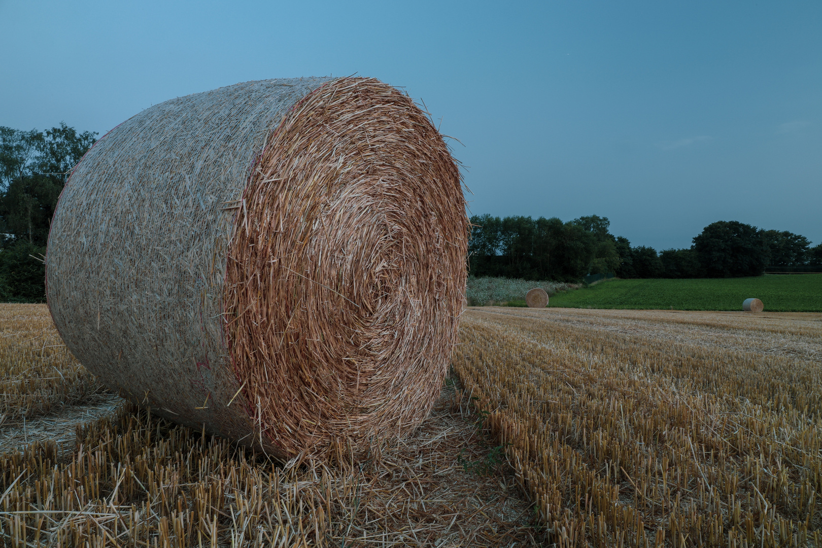 Bunte Ernte