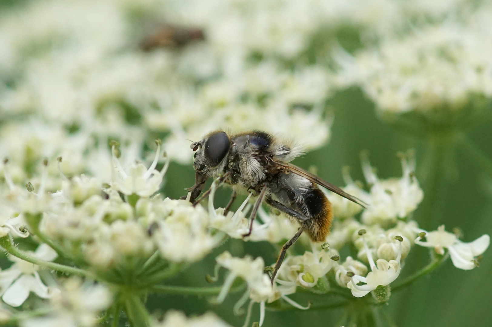 Bunte Erzschwebfliege