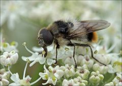 Bunte Erzschwebfliege (Cheilosia illustrata)