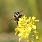 Bunte Erzschwebfliege