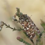  Bunte Eule an Heide