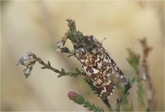  Bunte Eule an Heide