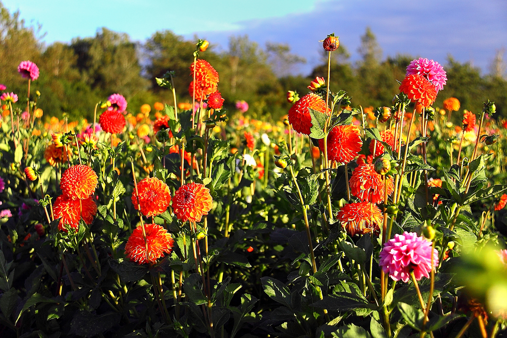 Bunte Explosion