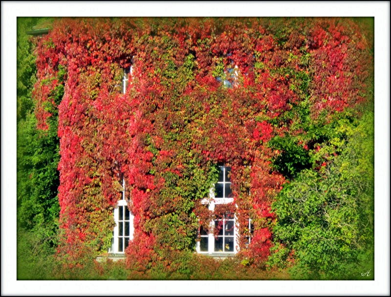 ... bunte Färbung  ...