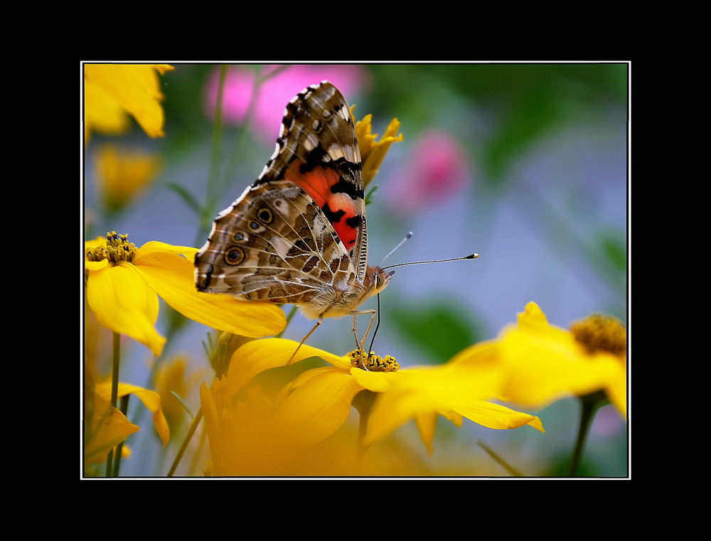 " bunte Farben "