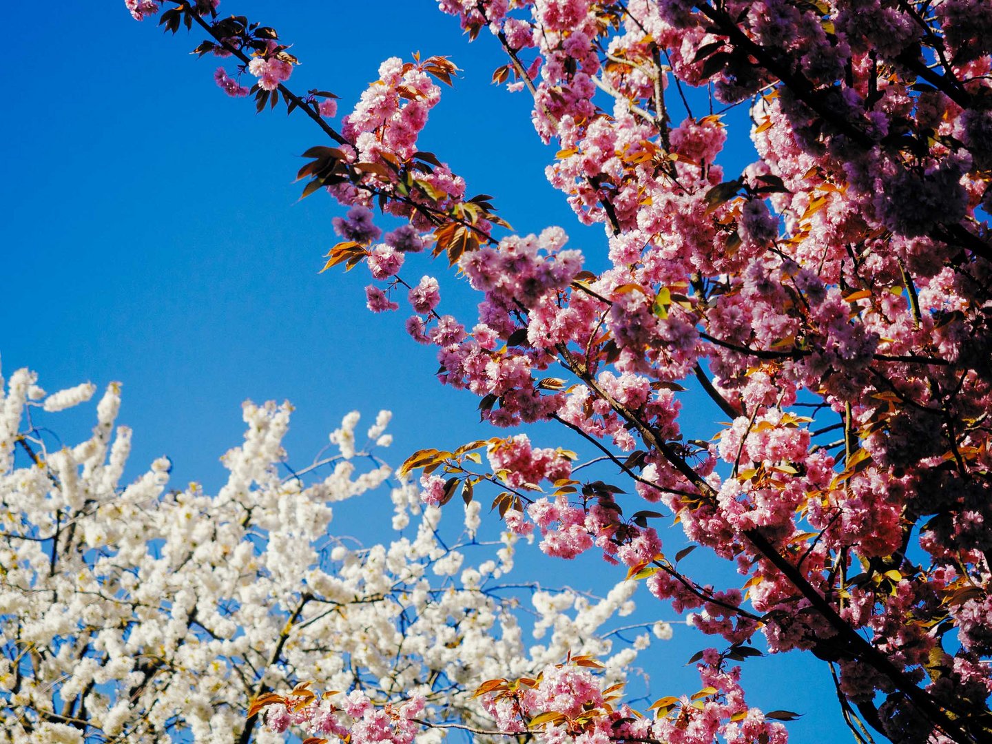 Bunte Farben des Frühlings