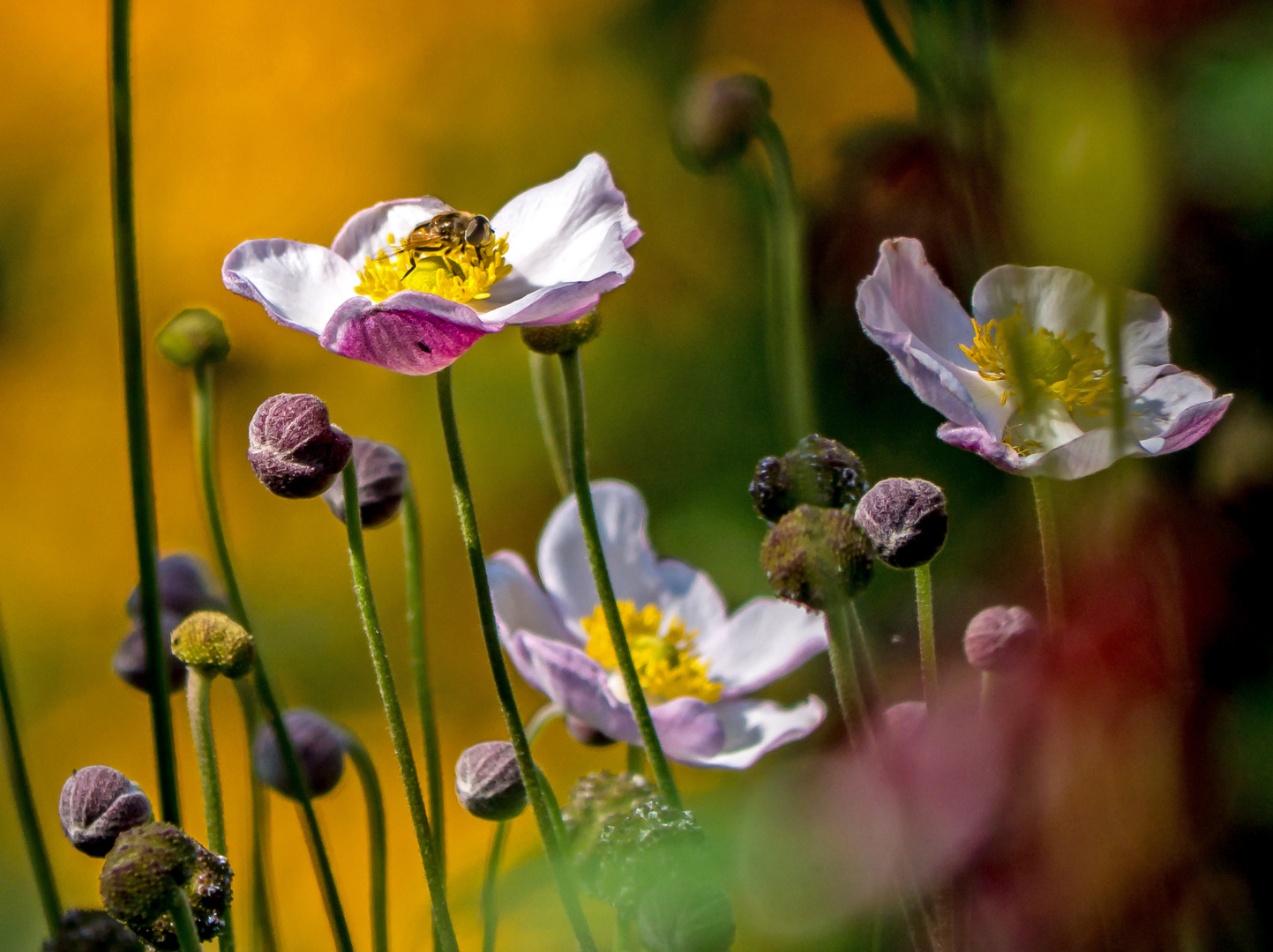 Bunte Farben im Blumenbeet