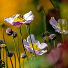 Bunte Farben im Blumenbeet