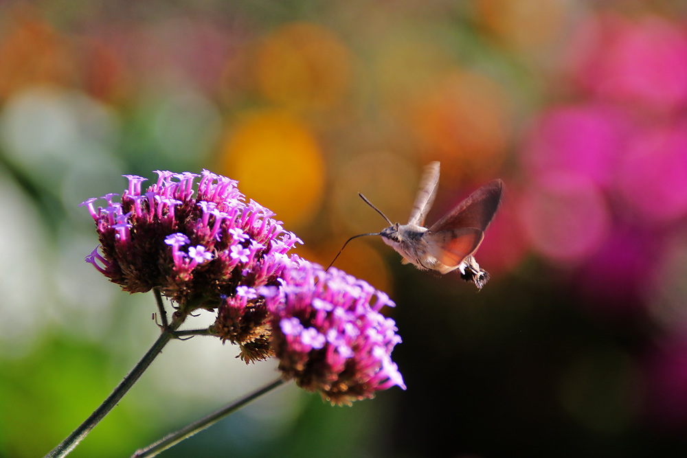 bunte Farbenwelt.....