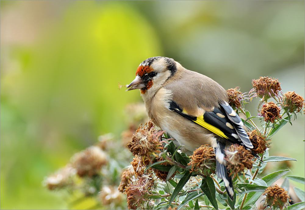 Bunte Farbtupfer im Garten ..