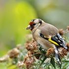 Bunte Farbtupfer im Garten ..