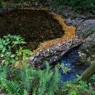 Bunte Farbvielfalt des Waldes am Wasserfall