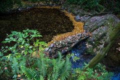 Bunte Farbvielfalt des Waldes am Wasserfall