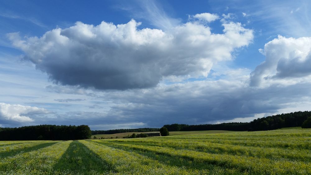 Bunte Feldblumen