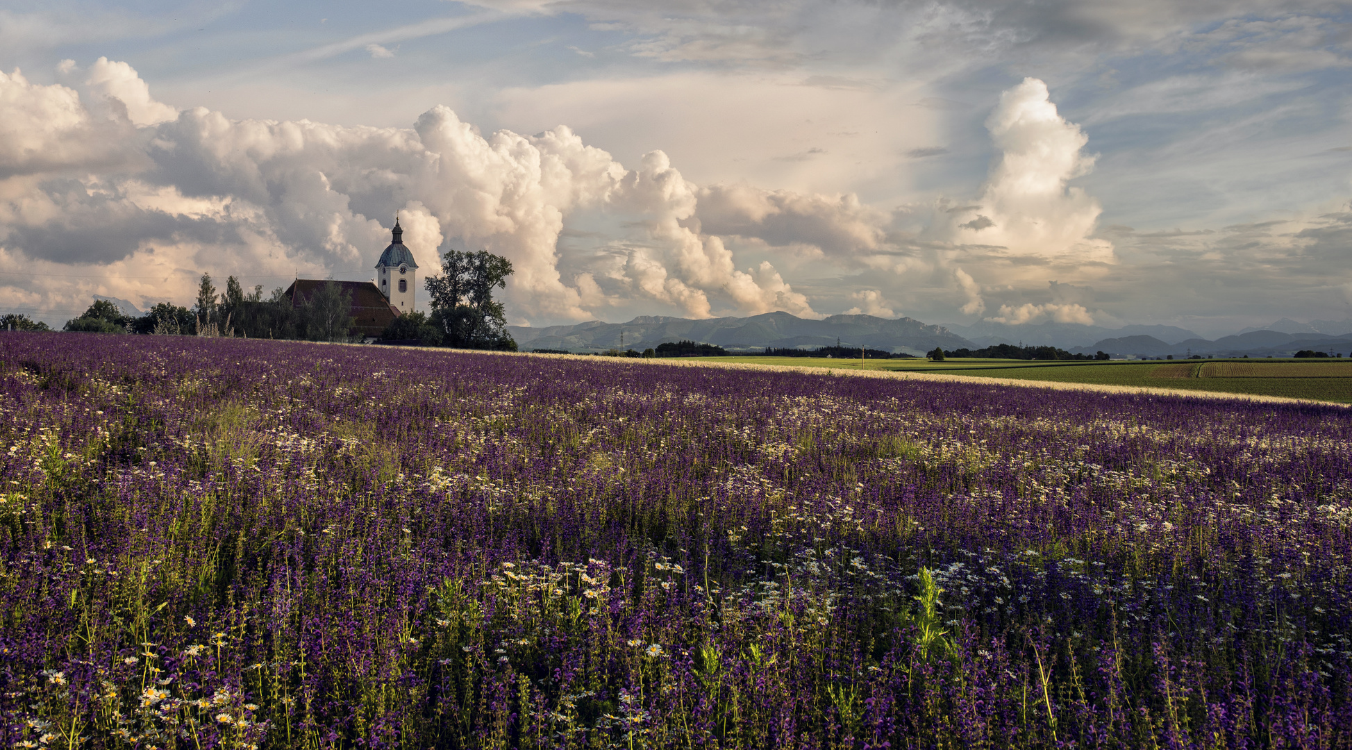 Bunte Felder