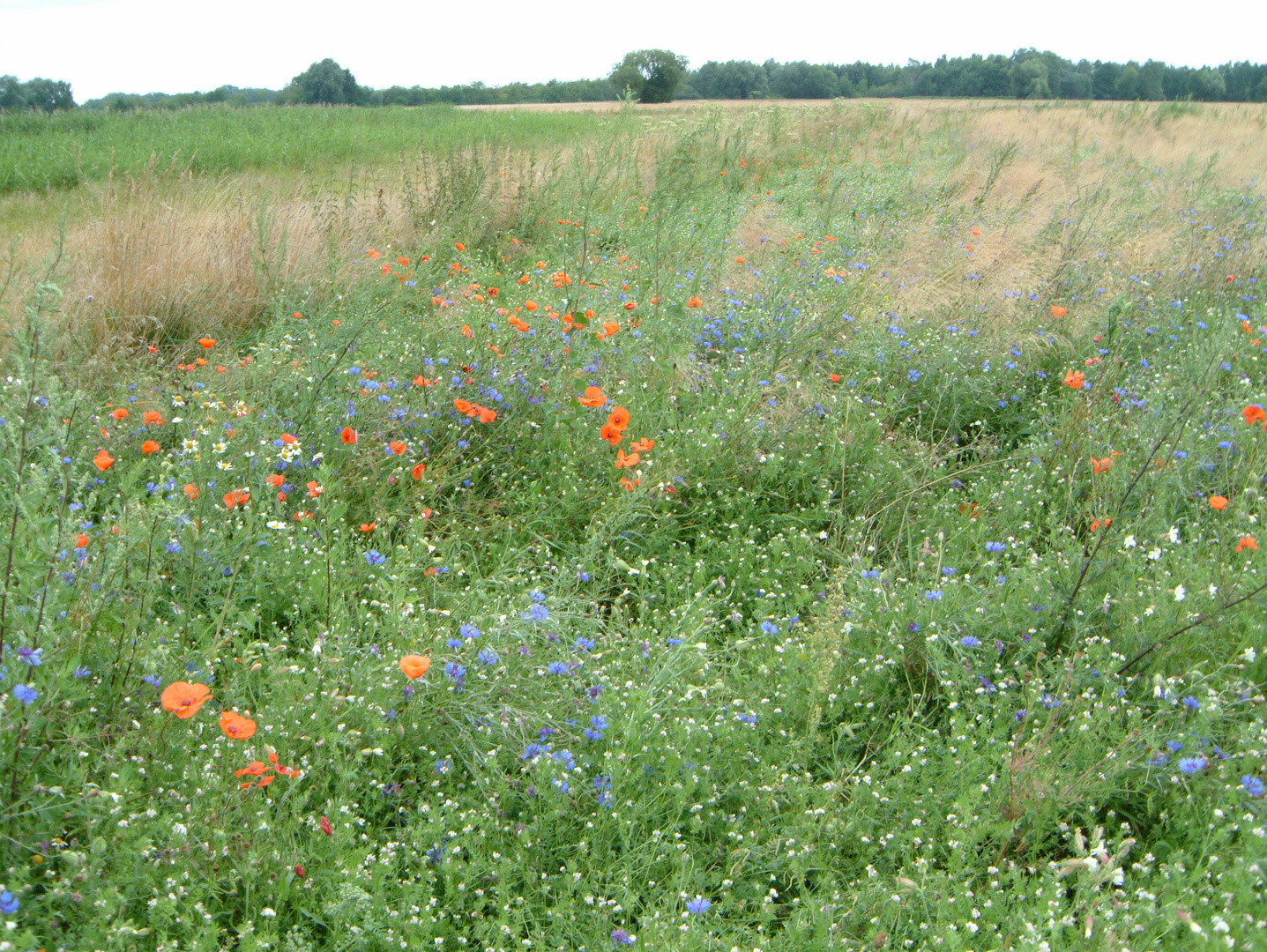 bunte Feldwiese