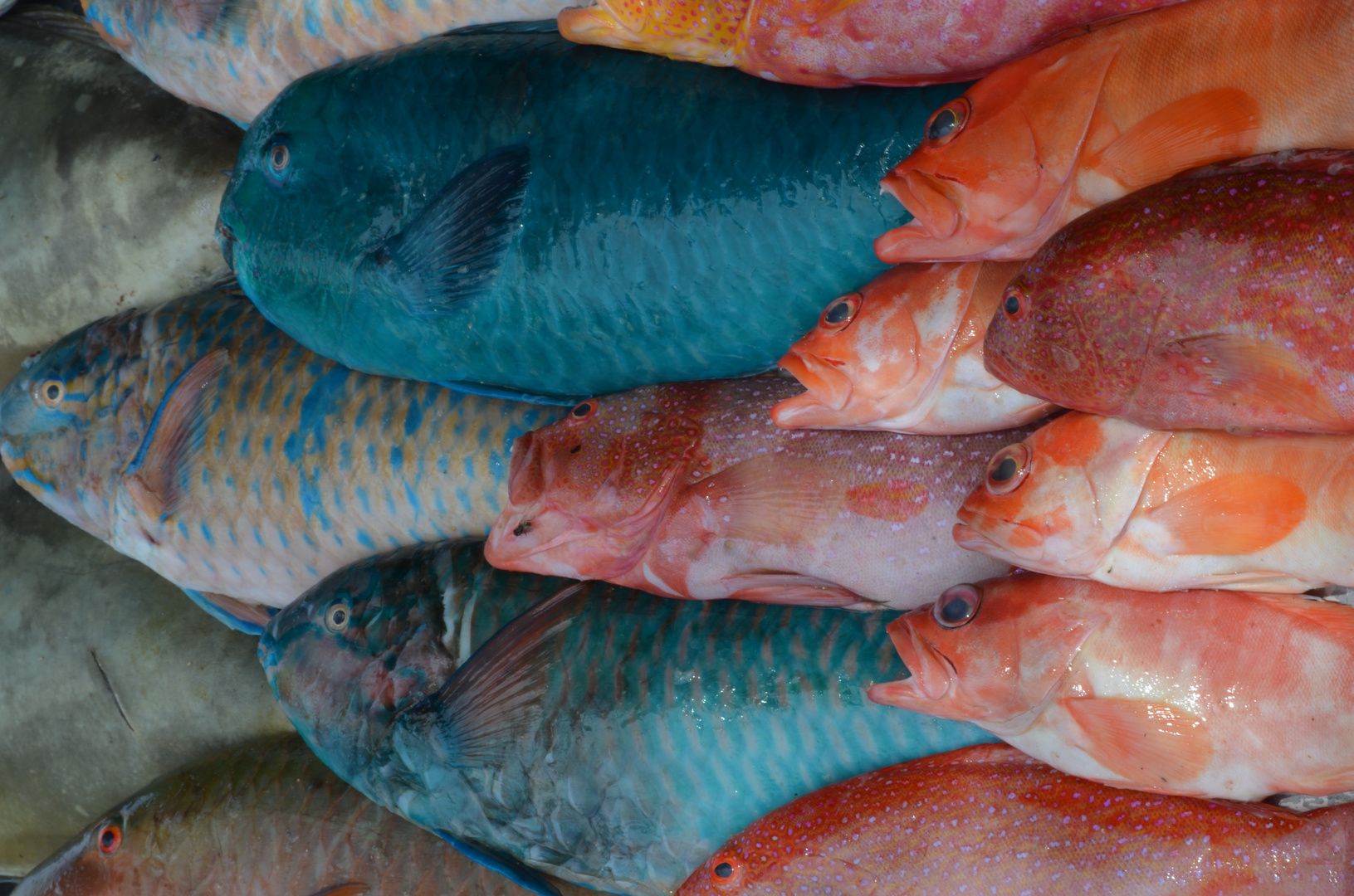 Bunte Fische am Strand vom Cap Malheureux (Mauritius)