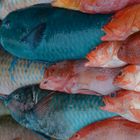 Bunte Fische am Strand vom Cap Malheureux (Mauritius)