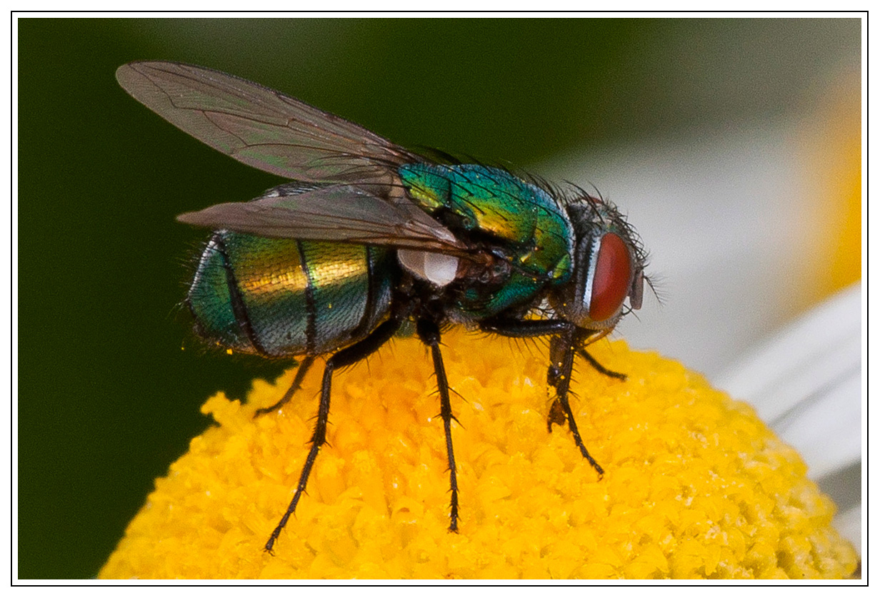  bunte  Fliege Foto Bild tiere  wildlife insekten 