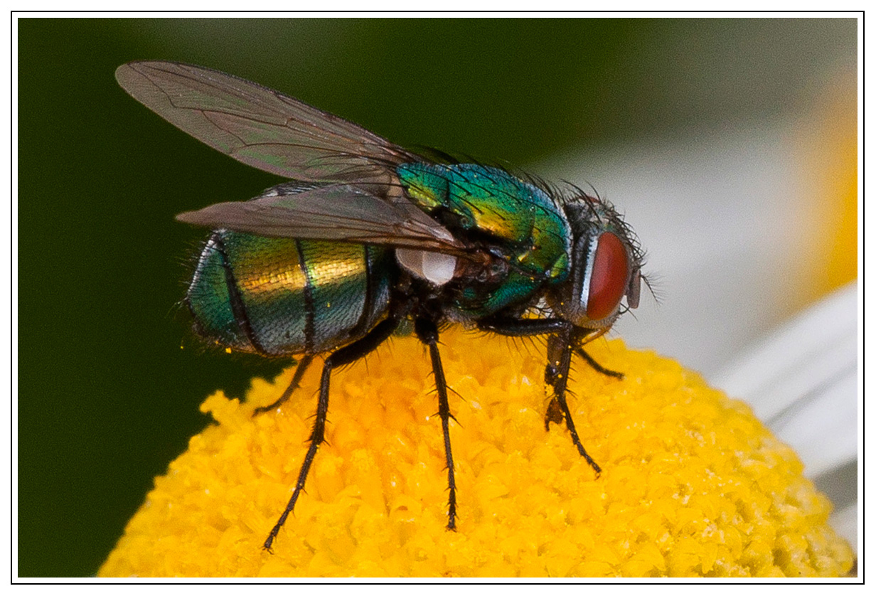 bunte Fliege Foto Bild tiere wildlife insekten bunte Fliege Foto Bild tiere wildlife insekten