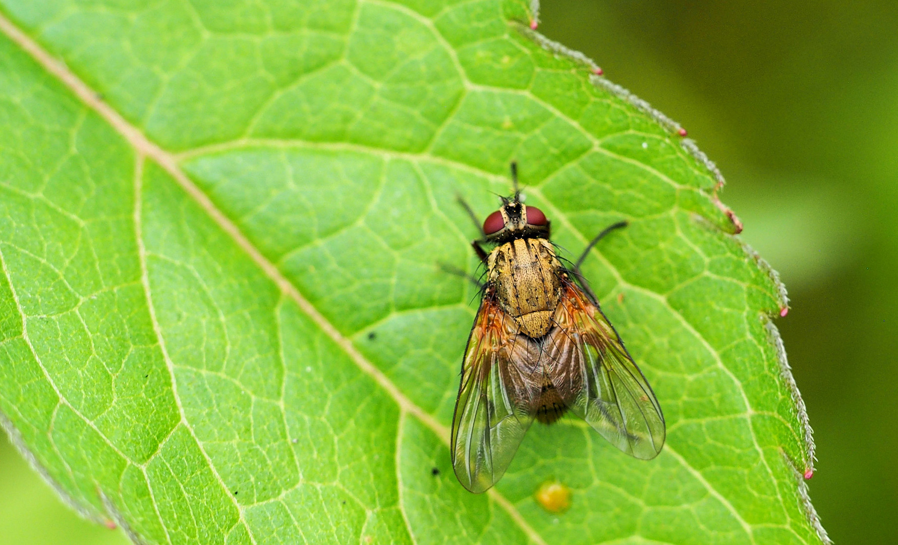 Bunte Fliege … 