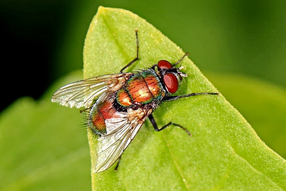bunte Fliege Foto & Bild fliegen, fotos, makro Bilder auf