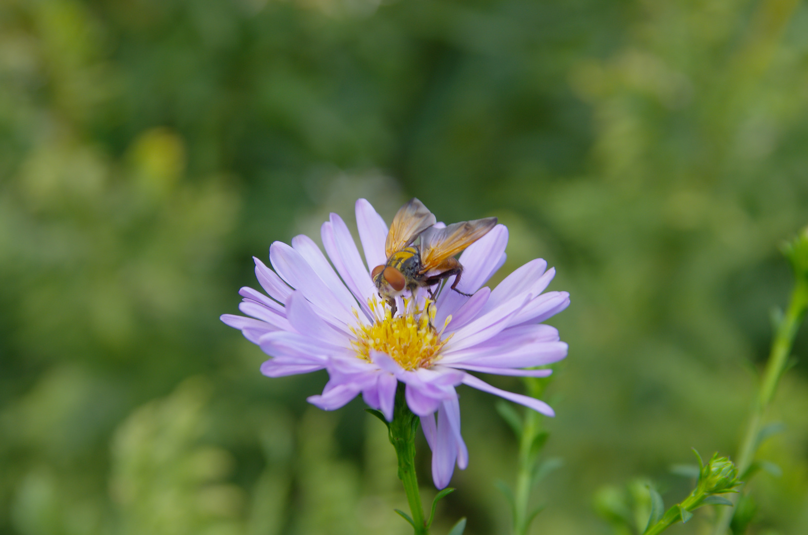 Bunte Fliege