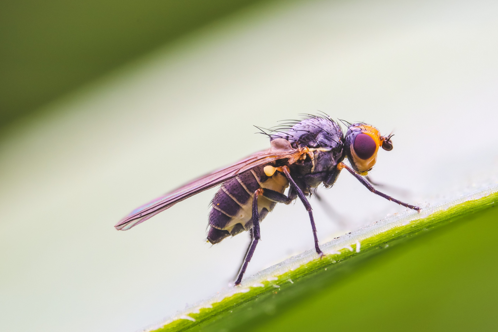 Bunte Fliege