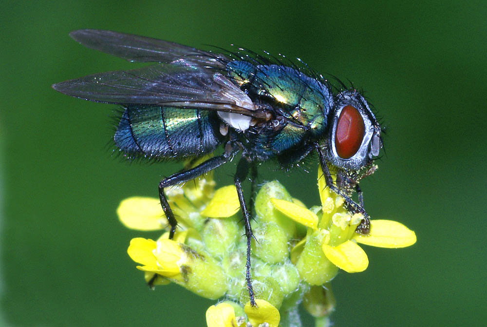 Bunte Fliege Foto &amp; Bild tiere, wildlife, insekten Bilder auf