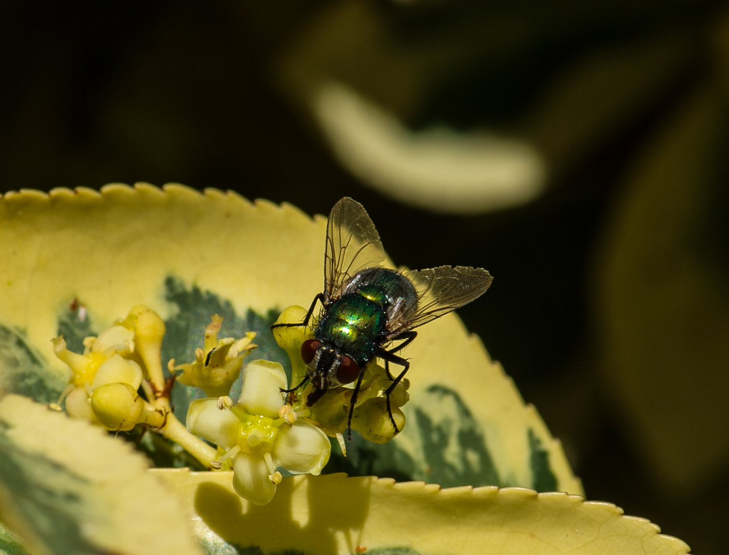 Bunte Fliege        DSC_0046